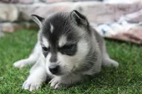 Sophie , a female Alaskan Klee Kai for sale in Maurice, IA – 5 of 8