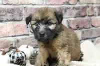 Cooper , a male Soft Coated Wheaten Terrier for sale in Maurice, IA – 6 of 7