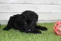 Honey, a female Kerry Blue Terrier for sale in Maurice, IA – 4 of 10