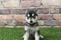 Leo , a male Alaskan Klee Kai for sale in Maurice, IA – 6 of 8