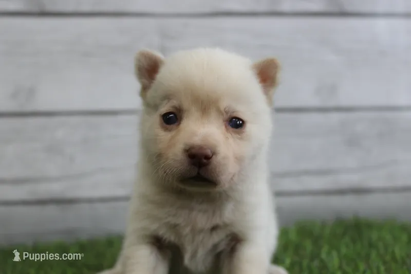 Bella – Alaskan Klee Kai puppy for sale in Maurice, IA