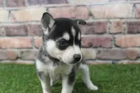 Honey, a female Alaskan Klee Kai for sale in Maurice, IA – 5 of 8