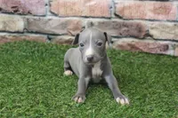 Ranger , a male Italian Greyhound for sale in Maurice, IA – 2 of 6