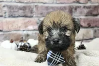 Jasper , a male Soft Coated Wheaten Terrier for sale in Maurice, IA – 6 of 6