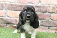 Ace , a male Basset Hound for sale in Maurice, IA – 2 of 5