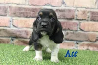 Ace , a male Basset Hound for sale in Maurice, IA – 1 of 5