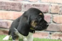 Ace , a male Basset Hound for sale in Maurice, IA – 3 of 5