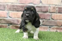 Ace , a male Basset Hound for sale in Maurice, IA – 5 of 5