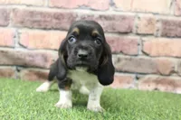 Ace , a male Basset Hound for sale in Maurice, IA – 4 of 5