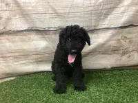 Hank , a male Kerry Blue Terrier for sale in Maurice, IA – 5 of 10