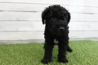 Eddie , a male Kerry Blue Terrier for sale in Maurice, IA – 3 of 8