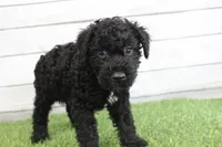 Eddie , a male Kerry Blue Terrier for sale in Maurice, IA – 7 of 8