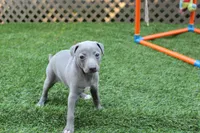 Rosie , a female Italian Greyhound for sale in Maurice, IA – 3 of 5