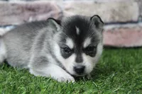 Sophie , a female Alaskan Klee Kai for sale in Maurice, IA – 6 of 8