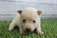 Luna, a female Alaskan Klee Kai for sale in Maurice, IA – 9 of 10