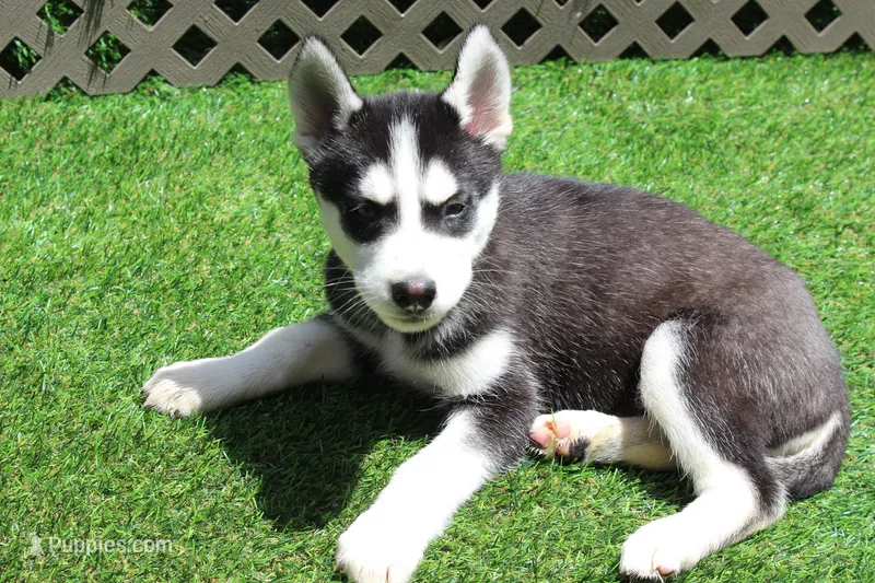Gus  – Siberian Husky puppy for sale in Maurice, IA
