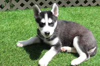 Gus , a male Siberian Husky for sale in Maurice, IA – 1 of 4