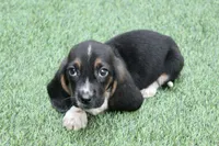 Walter , a male Basset Hound for sale in Maurice, IA – 6 of 7