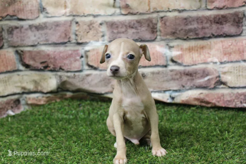 Tate  – Italian Greyhound puppy for sale in Maurice, IA