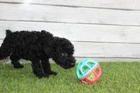 Peaches, a female Kerry Blue Terrier for sale in Maurice, IA – 3 of 7