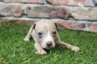 Tate , a male Italian Greyhound for sale in Maurice, IA – 7 of 8