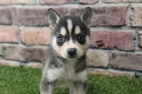 Bear , a male Alaskan Klee Kai for sale in Maurice, IA – 4 of 7