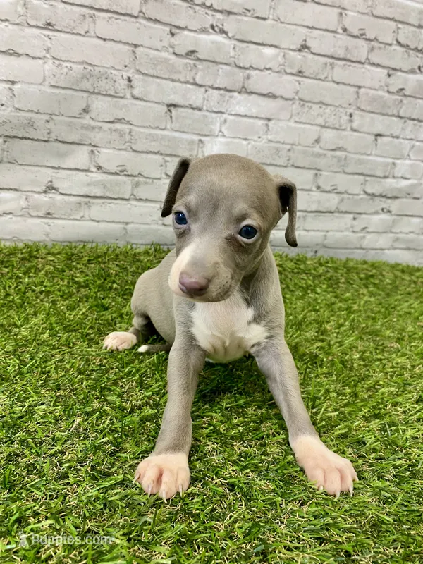 Belle  – Italian Greyhound puppy for sale in Maurice, IA