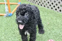 Zeke, a male Kerry Blue Terrier for sale in Maurice, IA – 6 of 7