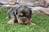 Frankie , a male Cavalier King Charles Spaniel for sale in Maurice, IA – 5 of 8