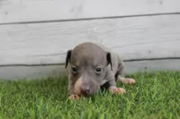 Belle , a female Italian Greyhound for sale in Maurice, IA – 4 of 6