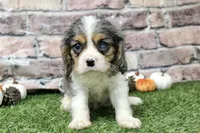 Ryder , a male Cavalier King Charles Spaniel for sale in Maurice, IA – 4 of 7