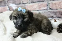 Apollo, a male Soft Coated Wheaten Terrier for sale in Maurice, IA – 2 of 8
