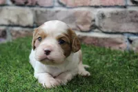 Theo , a male Cavalier King Charles Spaniel for sale in Maurice, IA – 7 of 8