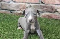 Ranger , a male Italian Greyhound for sale in Maurice, IA – 6 of 6