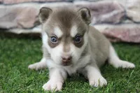Willow , a female Alaskan Klee Kai for sale in Maurice, IA – 4 of 7