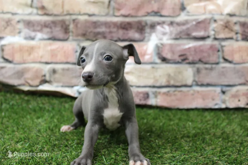 Atlas  – Italian Greyhound puppy for sale in Maurice, IA