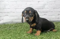 Dallas, a male Miniature Dachshund for sale in Maurice, IA – 7 of 7