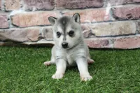 Baxter , a male Alaskan Klee Kai for sale in Maurice, IA – 3 of 10