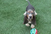 Frankie , a male Basset Hound for sale in Maurice, IA – 9 of 9