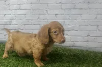 Poppy, a female Miniature Dachshund for sale in Maurice, IA – 6 of 6