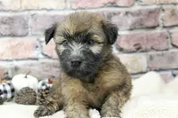 Cooper , a male Soft Coated Wheaten Terrier for sale in Maurice, IA – 5 of 7