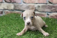 Tate , a male Italian Greyhound for sale in Maurice, IA – 6 of 8