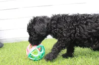 Hank , a male Kerry Blue Terrier for sale in Maurice, IA – 6 of 7