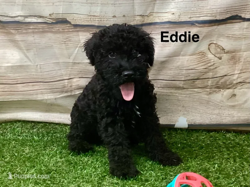 Eddie  – Kerry Blue Terrier puppy for sale in Maurice, IA
