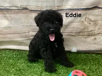 Eddie , a male Kerry Blue Terrier for sale in Maurice, IA – 2 of 10