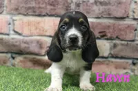 Haven , a female Basset Hound for sale in Maurice, IA – 1 of 4