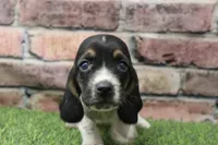 Haven , a female Basset Hound for sale in Maurice, IA – 3 of 4
