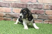 Haven , a female Basset Hound for sale in Maurice, IA – 4 of 4
