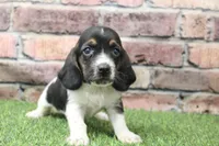 Haven , a female Basset Hound for sale in Maurice, IA – 2 of 4