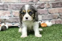 Ryder , a male Cavalier King Charles Spaniel for sale in Maurice, IA – 5 of 7